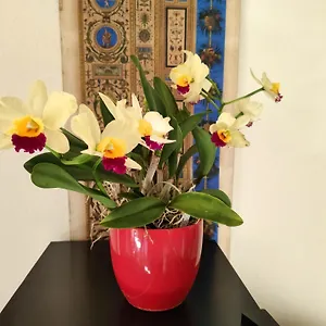 Bed & Breakfast La Casa Nel Borgo